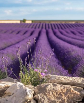 Exploring the lavender fields of Provence: best times and tips